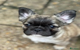 French Bulldog dogs for sale: Fluffy frenchie pups  - Image 3