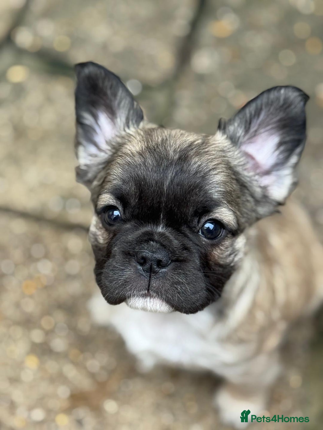 French Bulldog dogs for sale: Fluffy frenchie pups  - Image 3