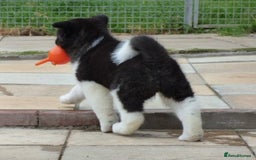 Akita dogs for sale: Quality Akita Babies (& KC Registered) - Image 22