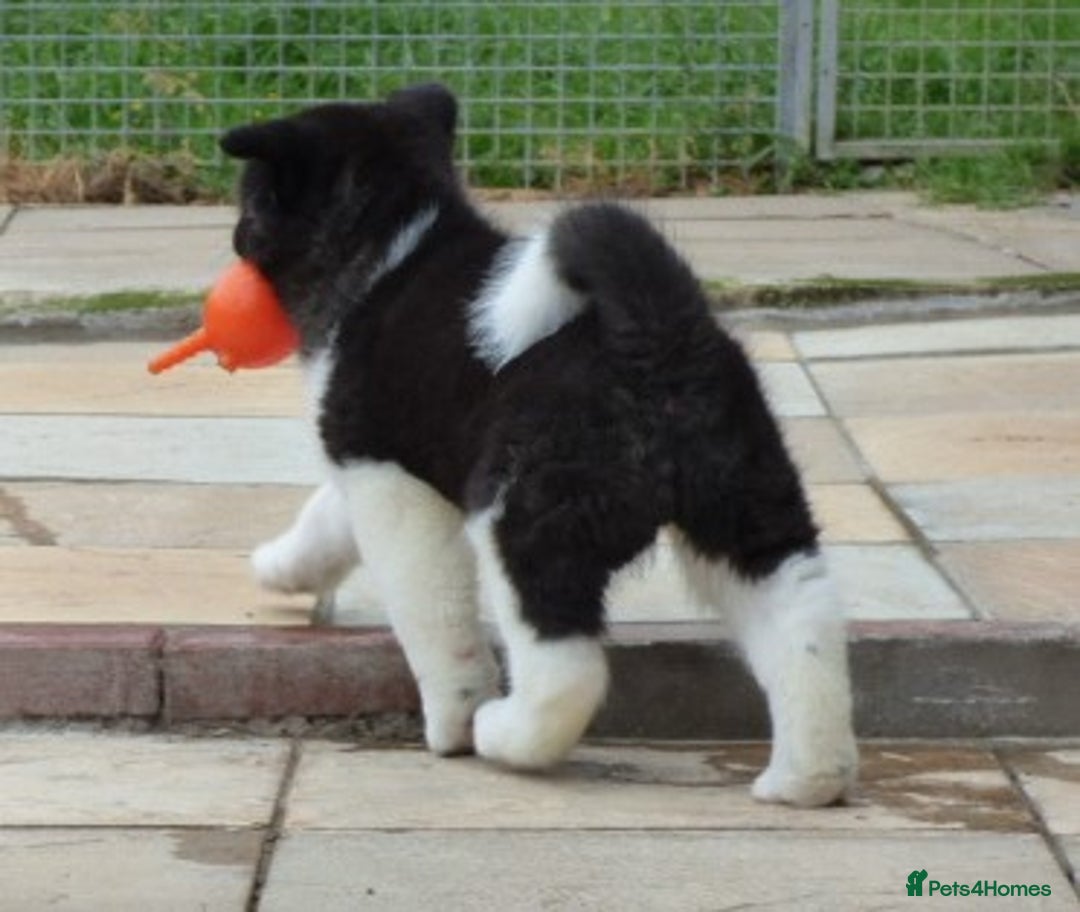 Akita dogs for sale: Quality Akita Babies (& KC Registered) - Image 22