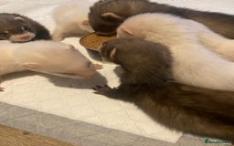Ferret rodents for sale: Ferrets - Image 12