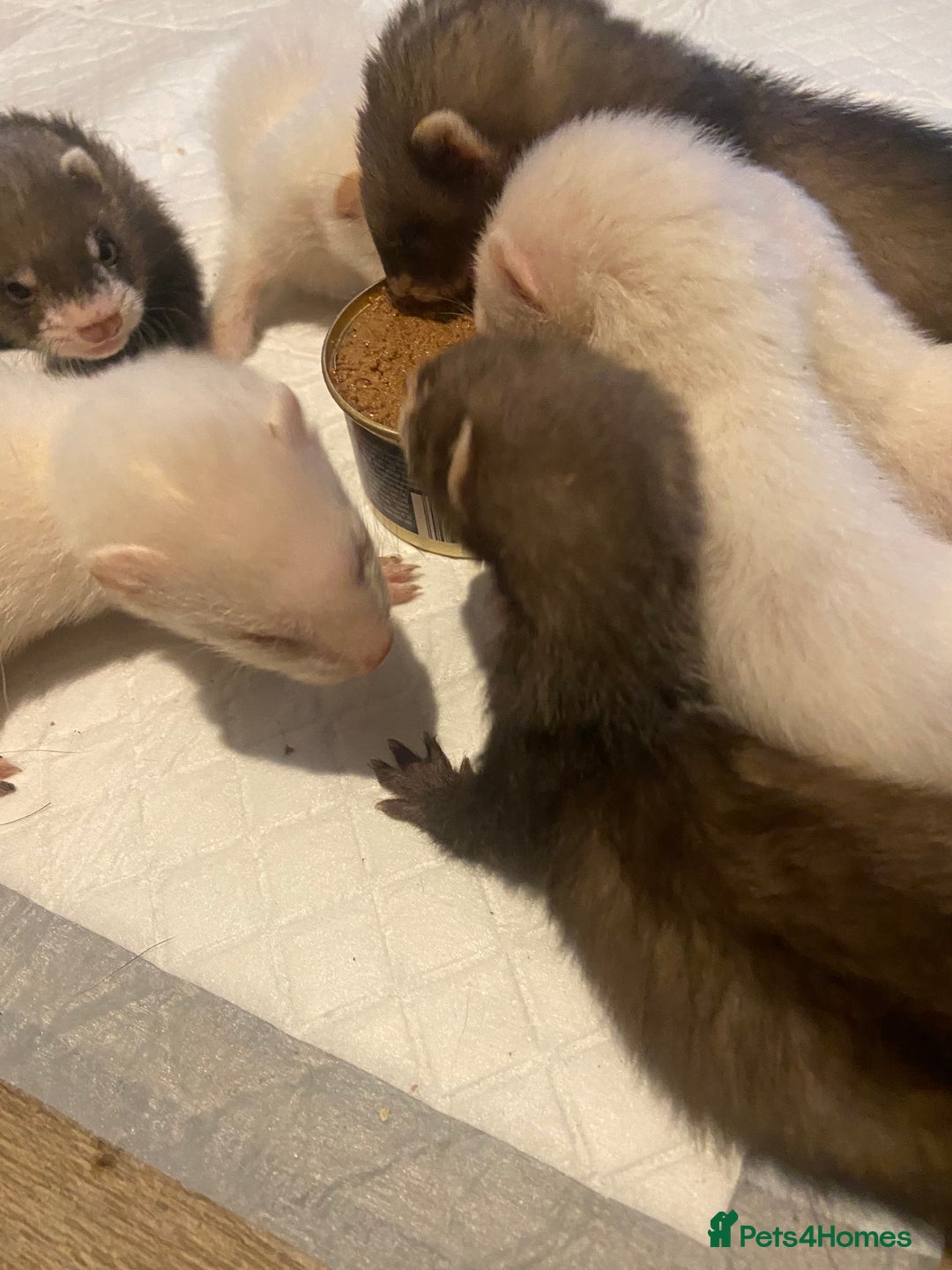 Ferret rodents for sale: Ferrets - Image 12