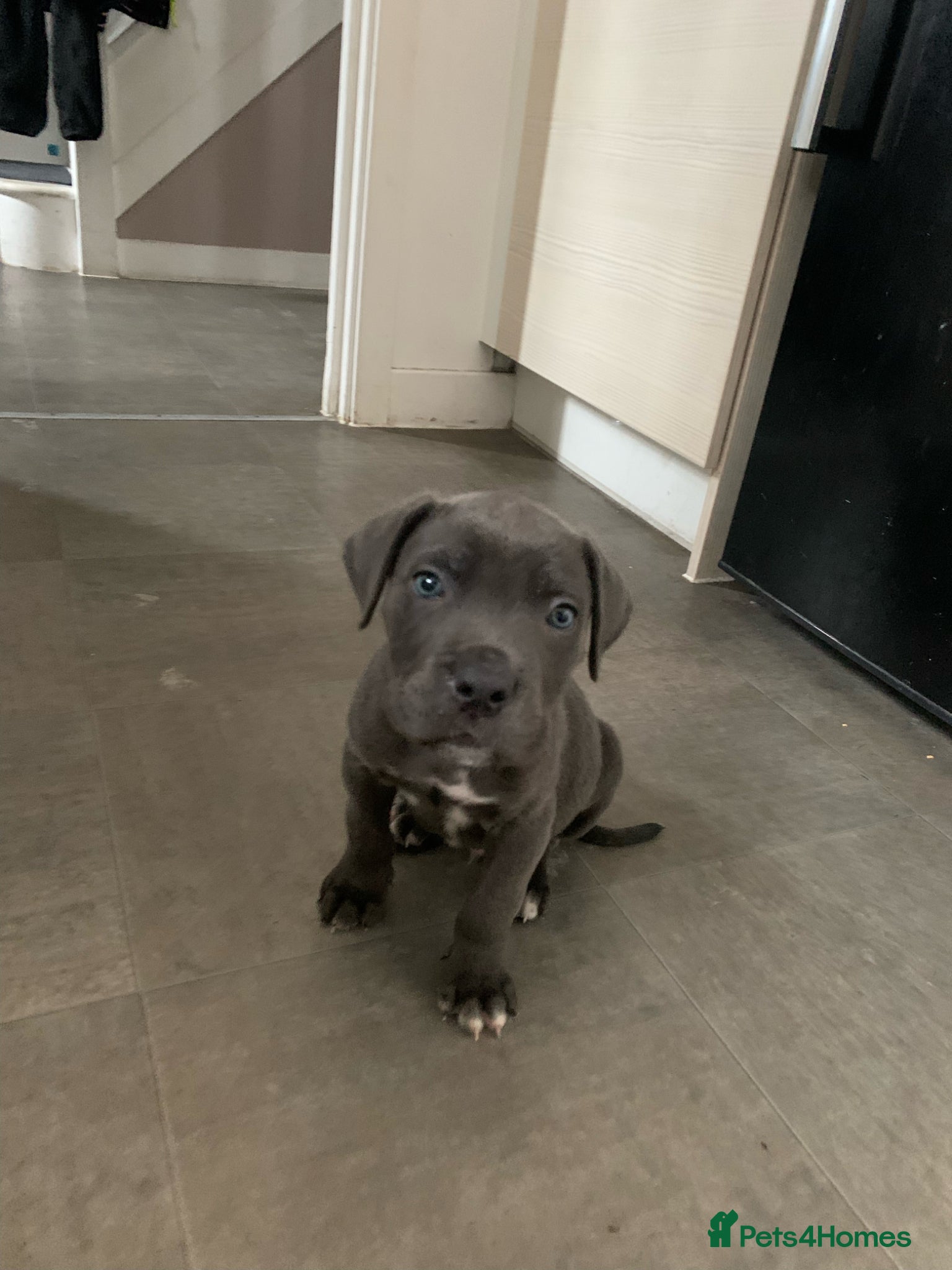 Cane Corso dogs Beautiful male cane corso puppy - Advert 2