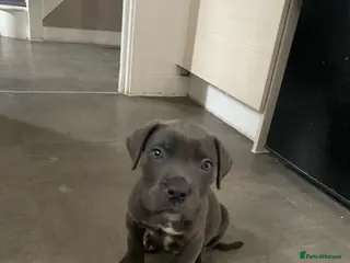 Cane Corso dogs Beautiful male cane corso puppy - Advert 2