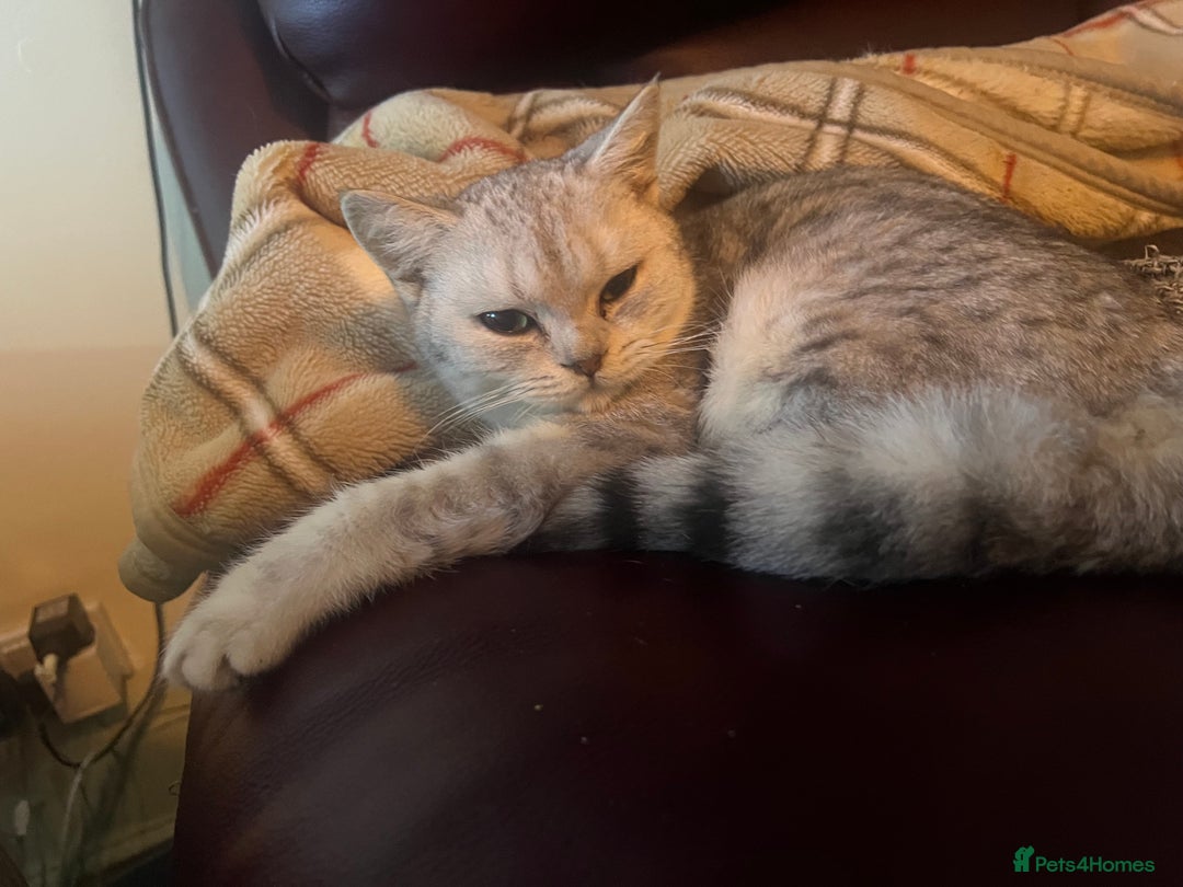 British Shorthair cats for sale: Silver British shorthair kittens  - Advert 8