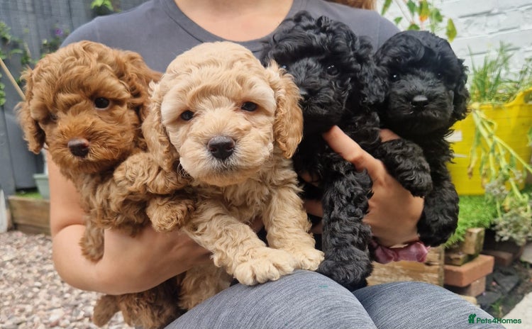 Miniature Poodle dogs - Advert 12