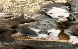 Staffordshire Bull Terrier dogs for sale: 🐶🐾Staffordshire puppies ❤️🐶 - Image 9