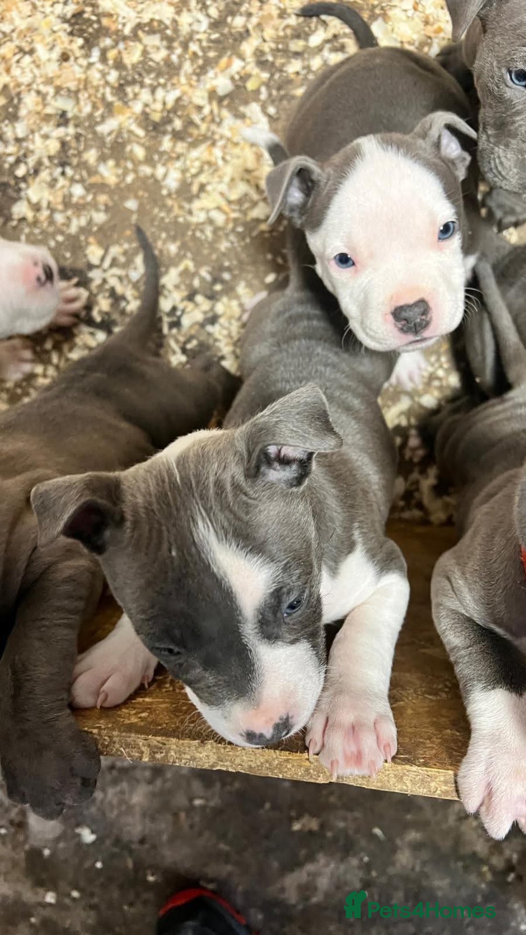 Staffordshire Bull Terrier dogs for sale: 🐶🐾Staffordshire puppies ❤️🐶 - Image 9