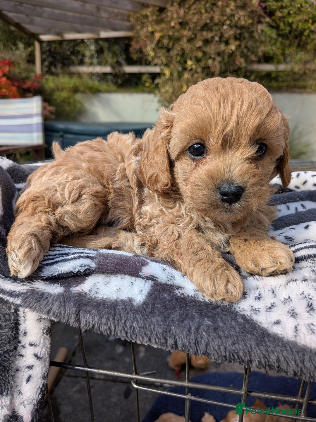Cavachon dogs for sale: Cavapoochon puppies - Image 4