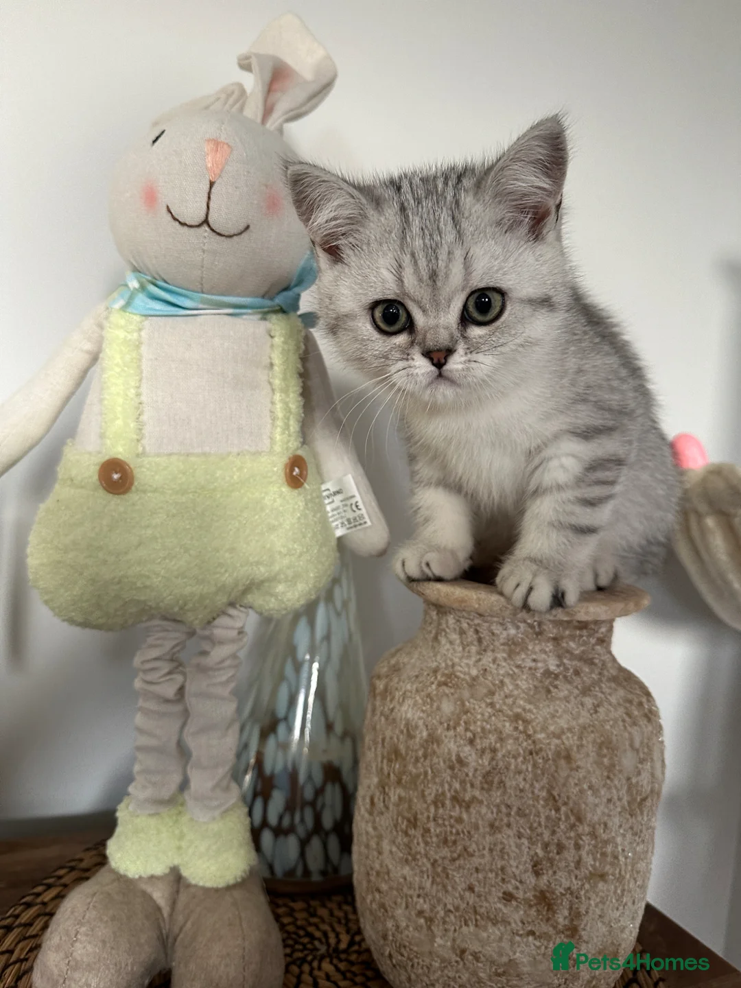British Shorthair cats for sale: Pedigree BSH Silver Spotted Tabby Kittens – TICA - Advert 13