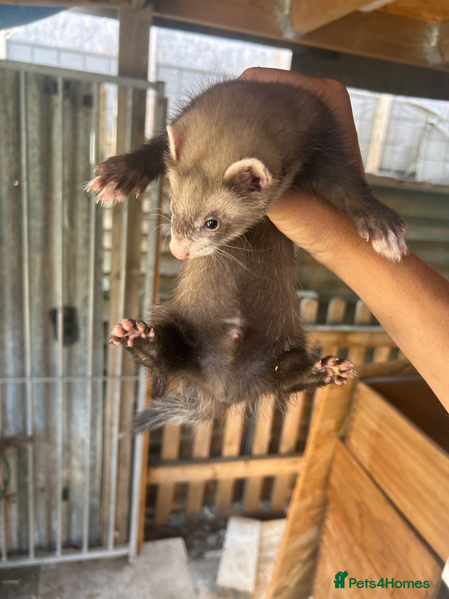 Ferret rodents 3 polecat hobs for sale  - Advert 1