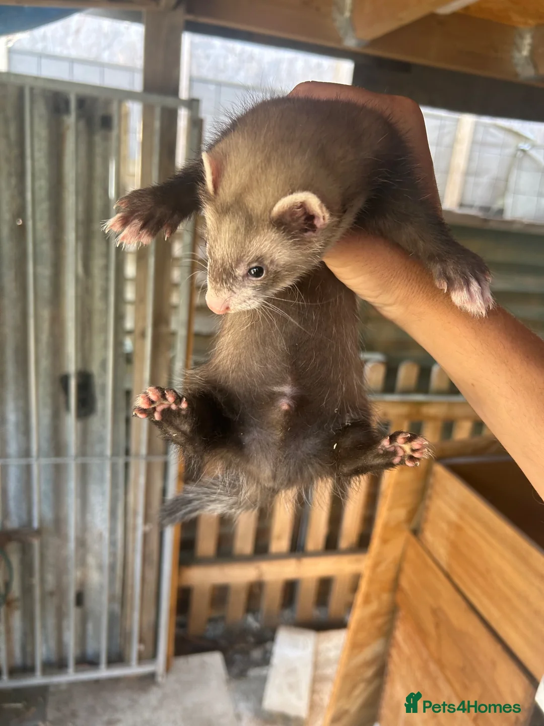 Ferret rodents for sale: 3 polecat hobs for sale  in Gravesend - Advert 1