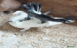 Pigeons birds for sale: Lovely fantails for sale  - Image 7