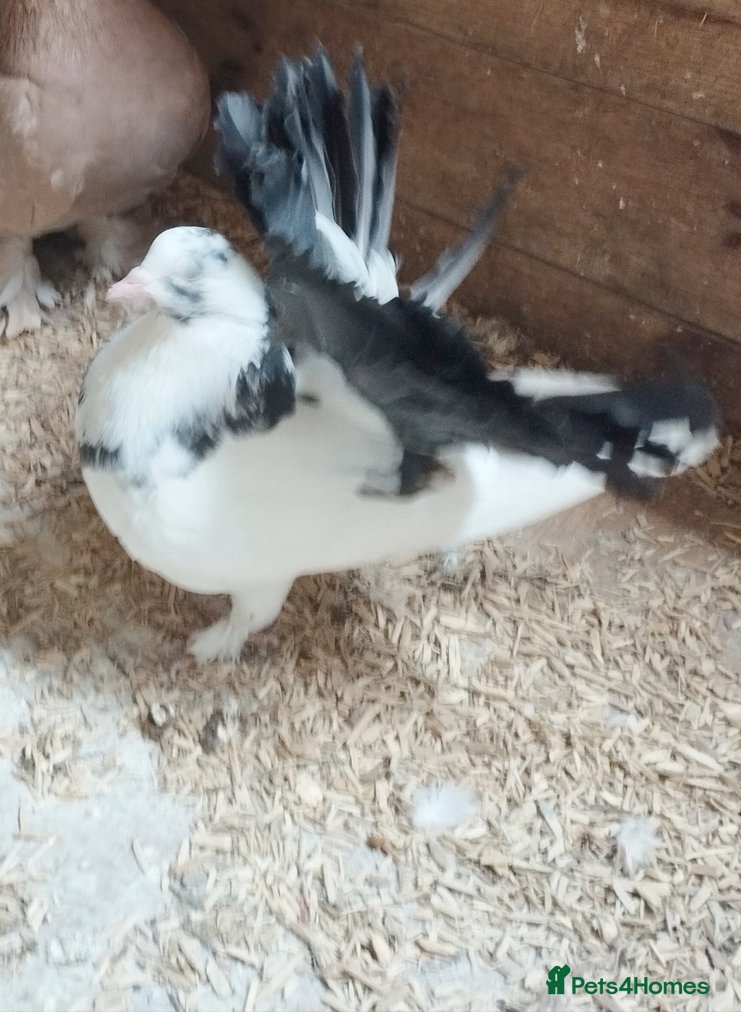 Pigeons birds for sale: Lovely fantails for sale  - Image 7