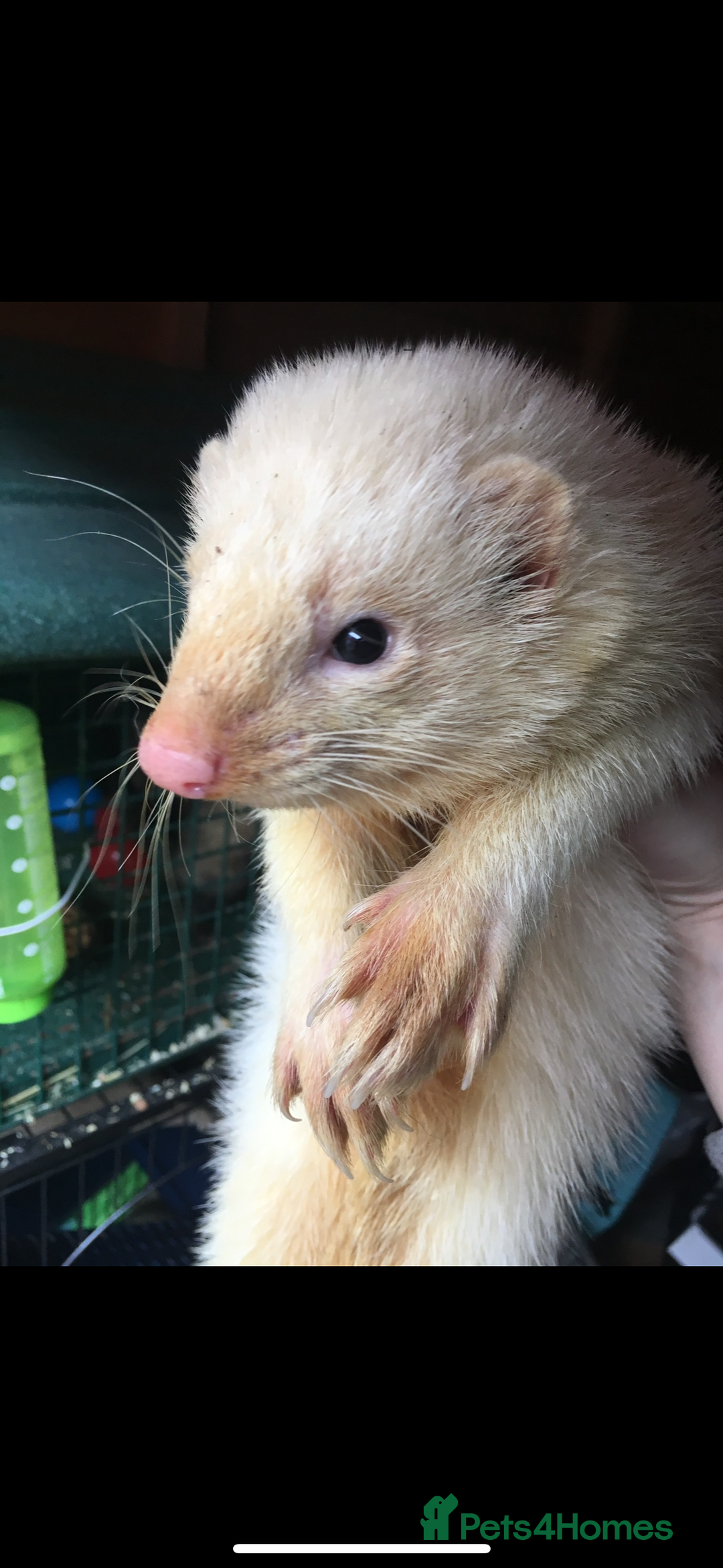 Ferret rodents for sale: 3 ferrets with enclosure  - Advert 2
