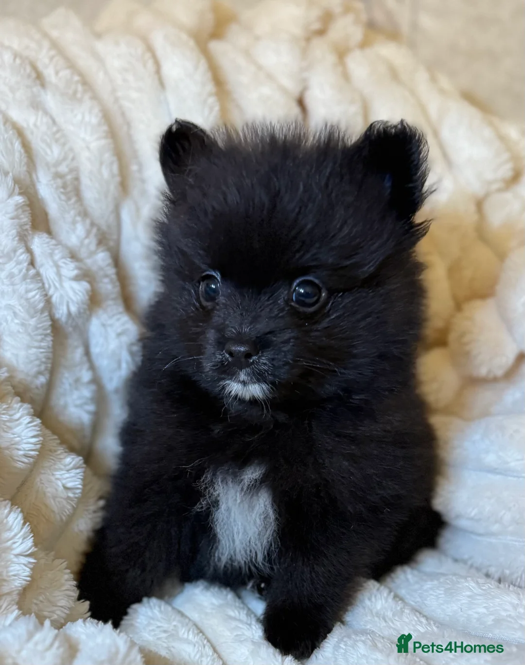 Pomeranian dogs for sale: 🐾 100% Pomeranian Puppies 🐾 - Advert 31