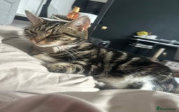 Mixed Breed cats for sale: 2 beautiful kittens ready to go! - Image 11