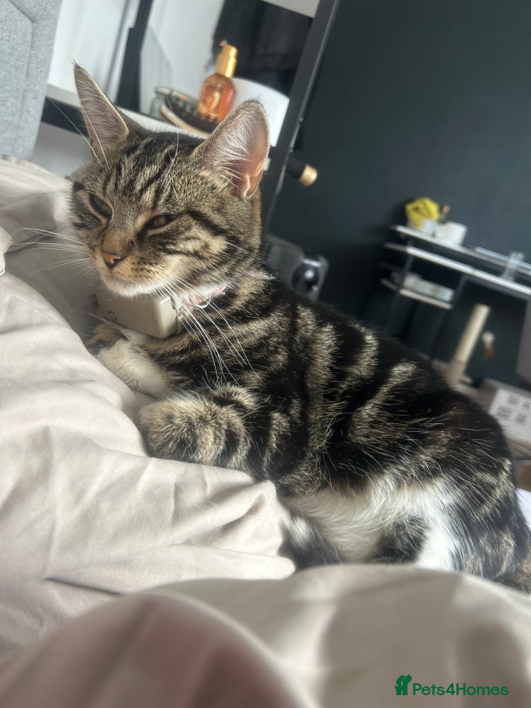 Mixed Breed cats for sale: 2 beautiful kittens ready to go! - Image 11