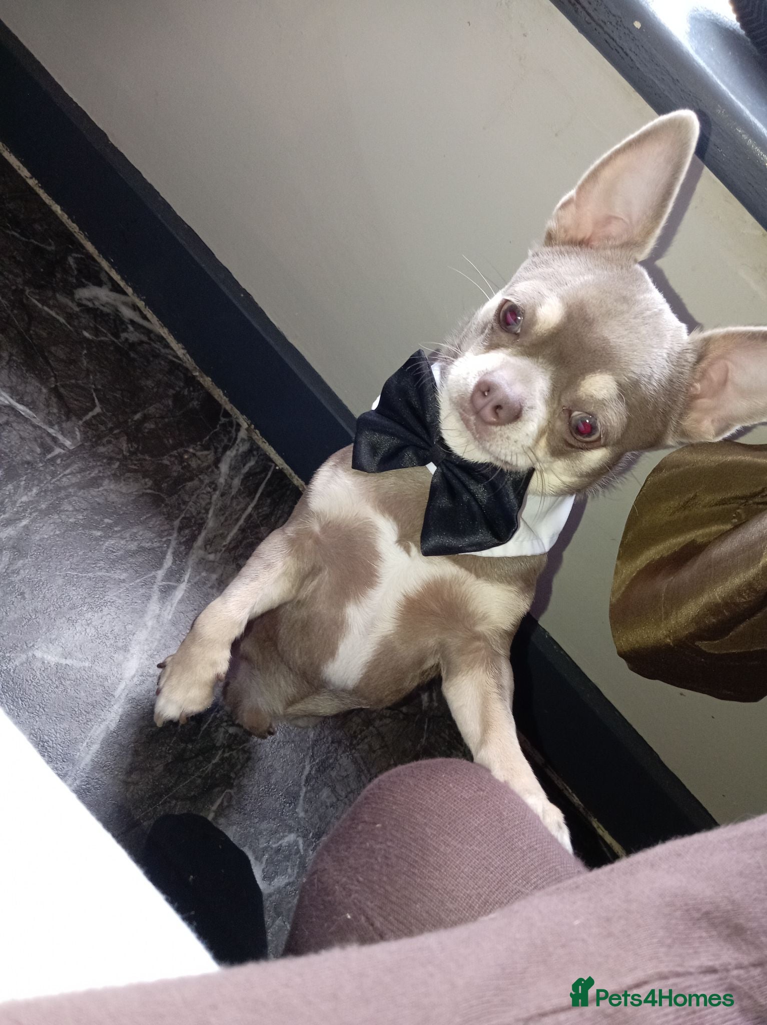 Chihuahua dogs Stunning KC lilac Chihuahua "proven" for stud. - Advert 1