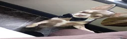 Chihuahua dogs for stud: Stunning KC lilac Chihuahua "proven" for stud. - Advert 1