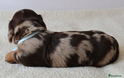 Miniature Dachshund dogs for sale: 5StarsLicensed+LongHaired+KC+PRAClear+VetChecked - Image 11