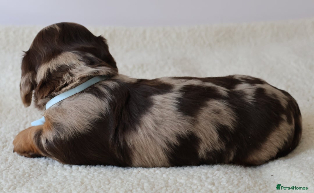 Miniature Dachshund dogs for sale: 5StarsLicensed+LongHaired+KC+PRAClear+VetChecked - Image 11