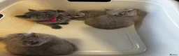 British Shorthair cats for sale: BSH  kittens lilac and blue - Advert 22