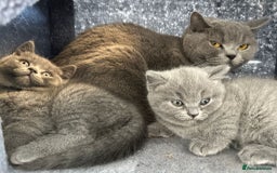 British Shorthair cats for sale: British shorthair kitten of excellent quality - Image 5