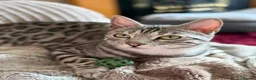 Bengal cats for sale: TICA registered silver black spotted tabby 💜⭐️ - Advert 4