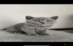 British Shorthair cats for sale: Top Quality GCCF British Shorthair Kittens!  - Image 3