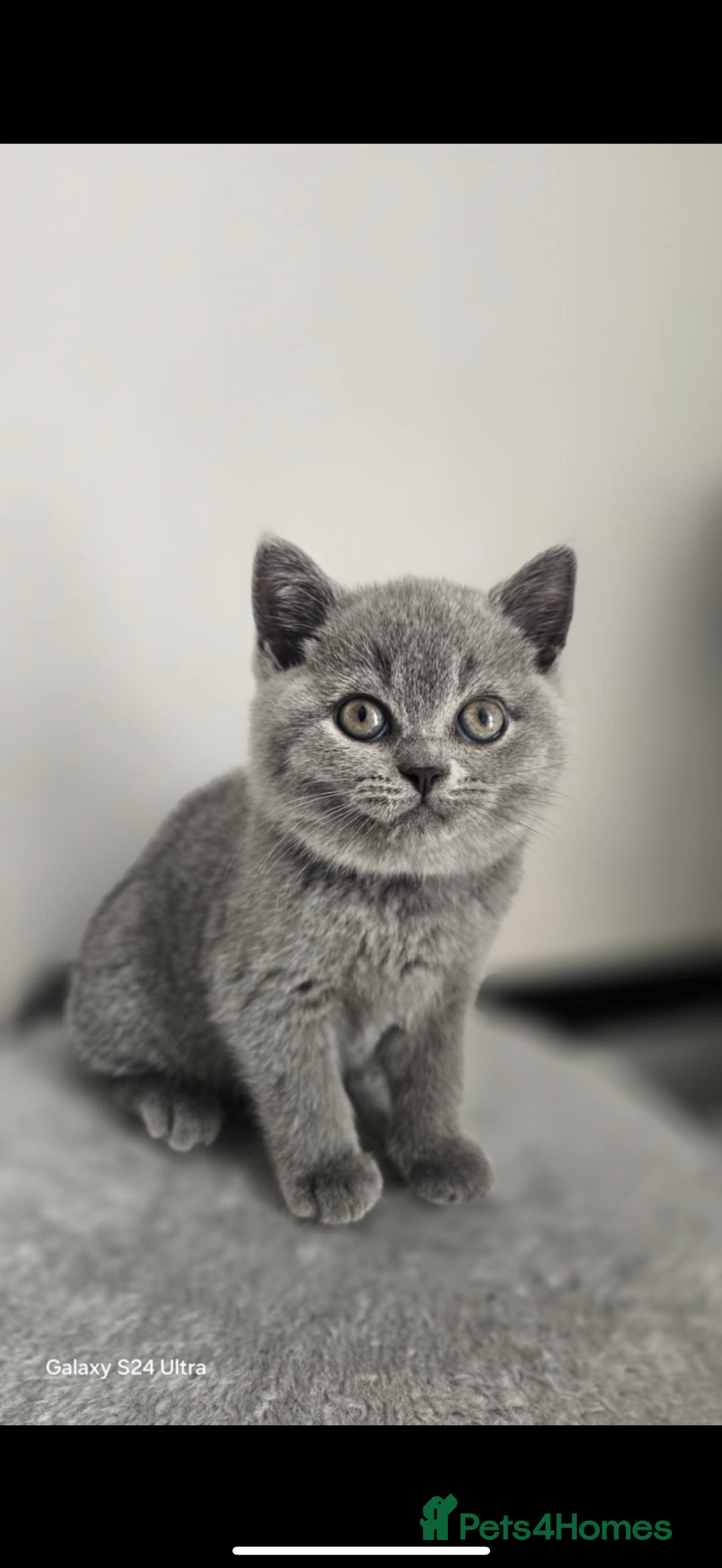British Shorthair cats for sale: Top Quality GCCF British Shorthair Kittens!  - Image 3