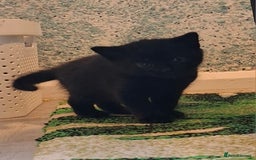Scottish Fold cats for sale: Scottish kittens for sale  - Image 2
