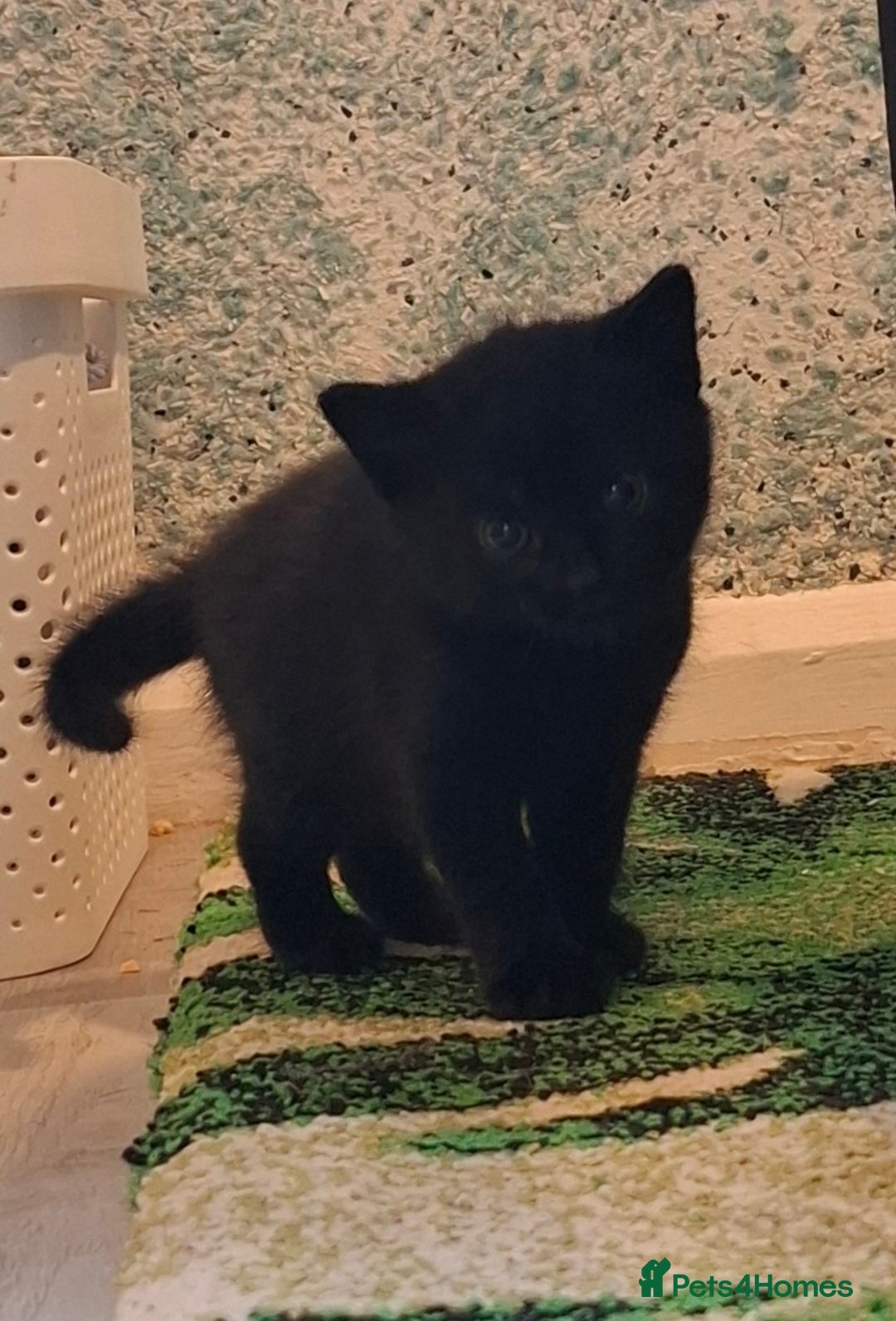 Scottish Fold cats for sale: Scottish kittens for sale  - Image 2