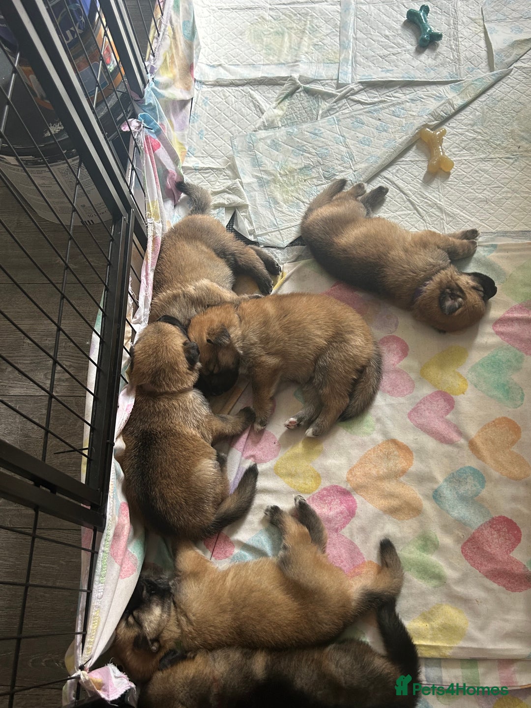 Shepsky dogs for sale: German shepherd x husky 3 weeks old  - Image 3