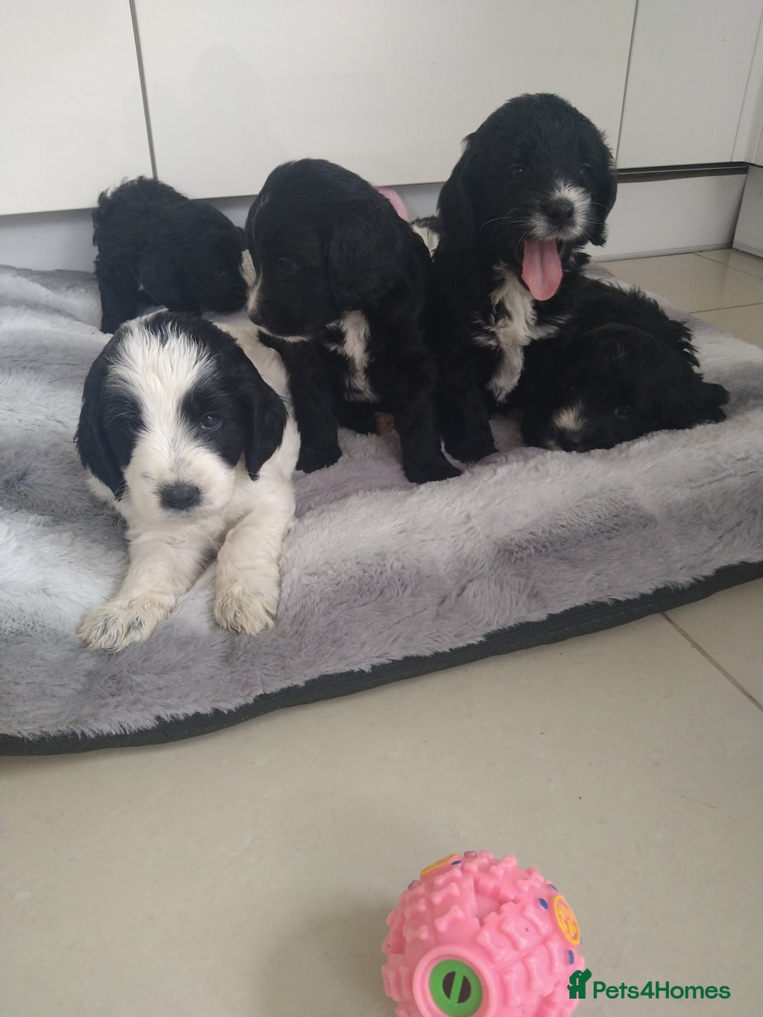 Cockapoo dogs for sale: cockerpoo  - Image 5