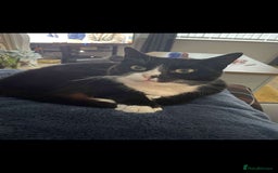Domestic Shorthair cats for sale: 2 cats for sale! - Image 2