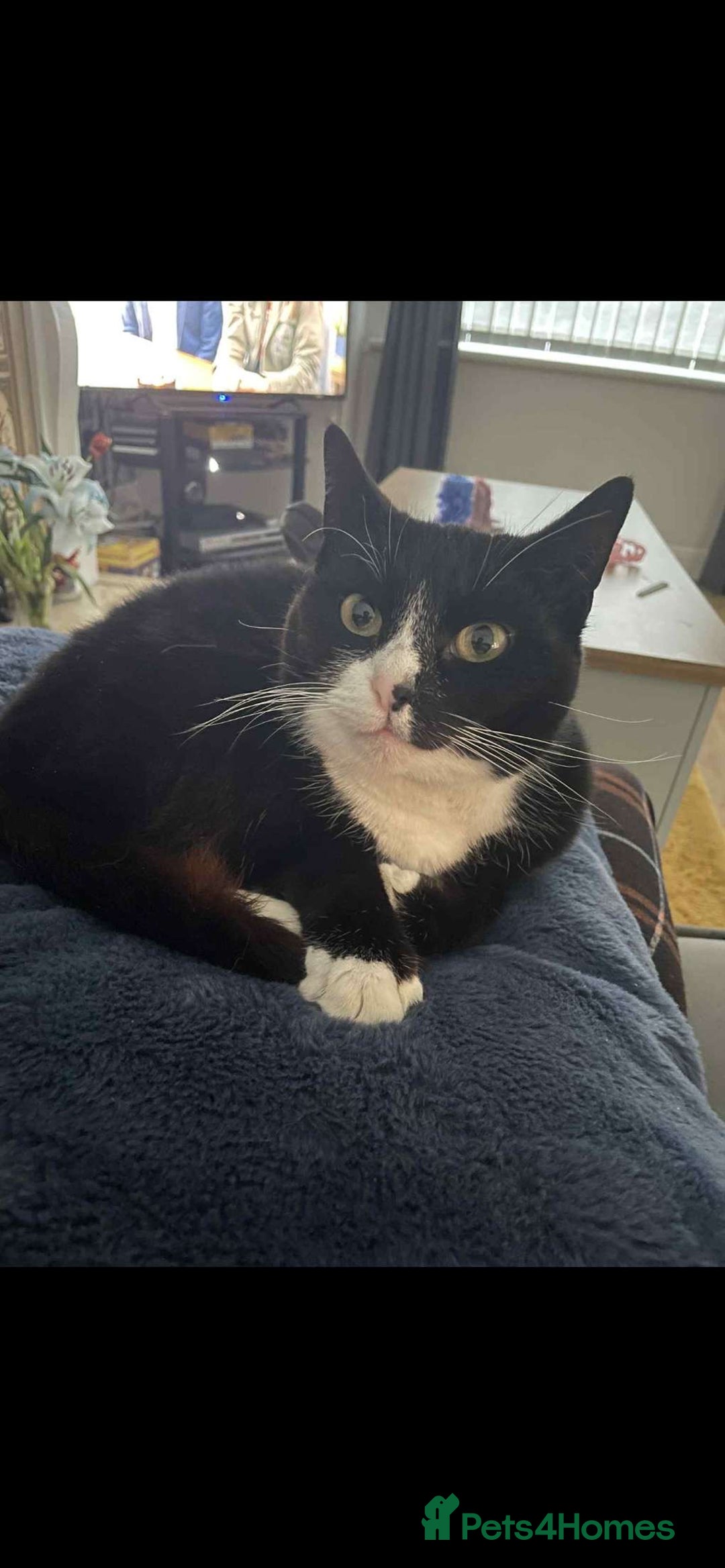 Domestic Shorthair cats for sale: 2 cats for sale! - Image 2