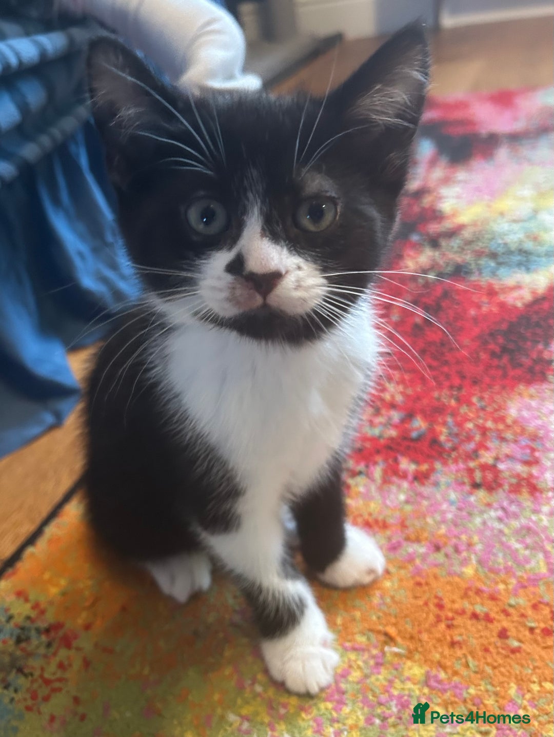 Mixed Breed cats for sale: Cheeky kittens - Advert 7