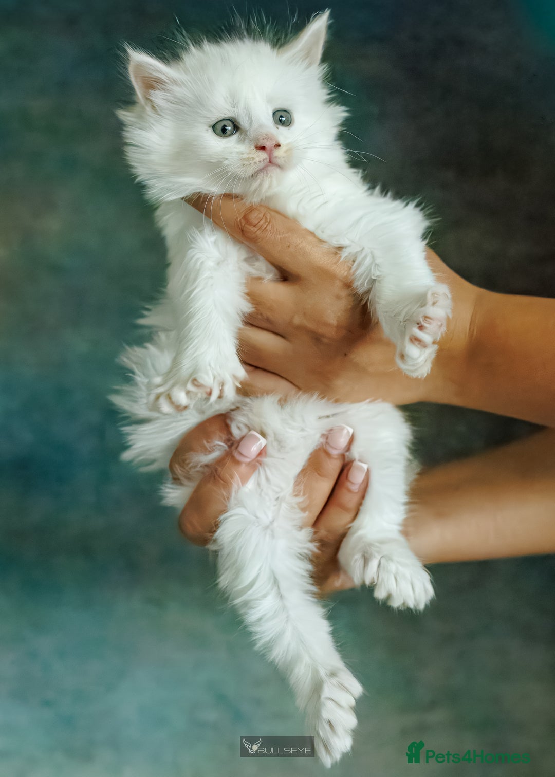 Maine Coon cats for sale: White Polydactyl boy / Russian import parents - Advert 16