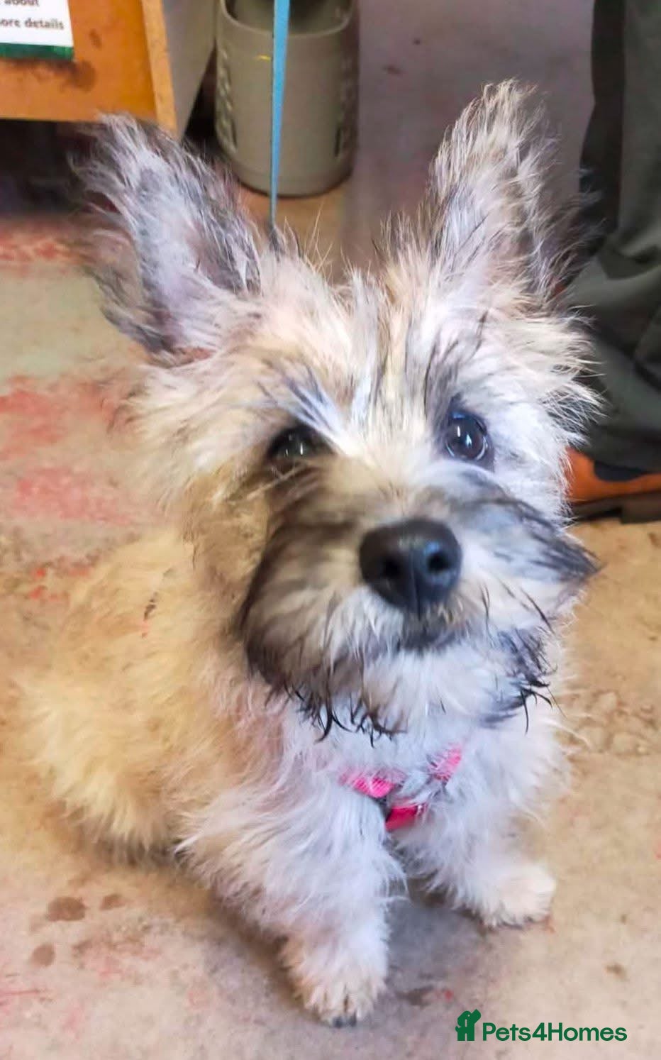 Cairn Terrier dogs Cairn Terrier Pups - Advert 1