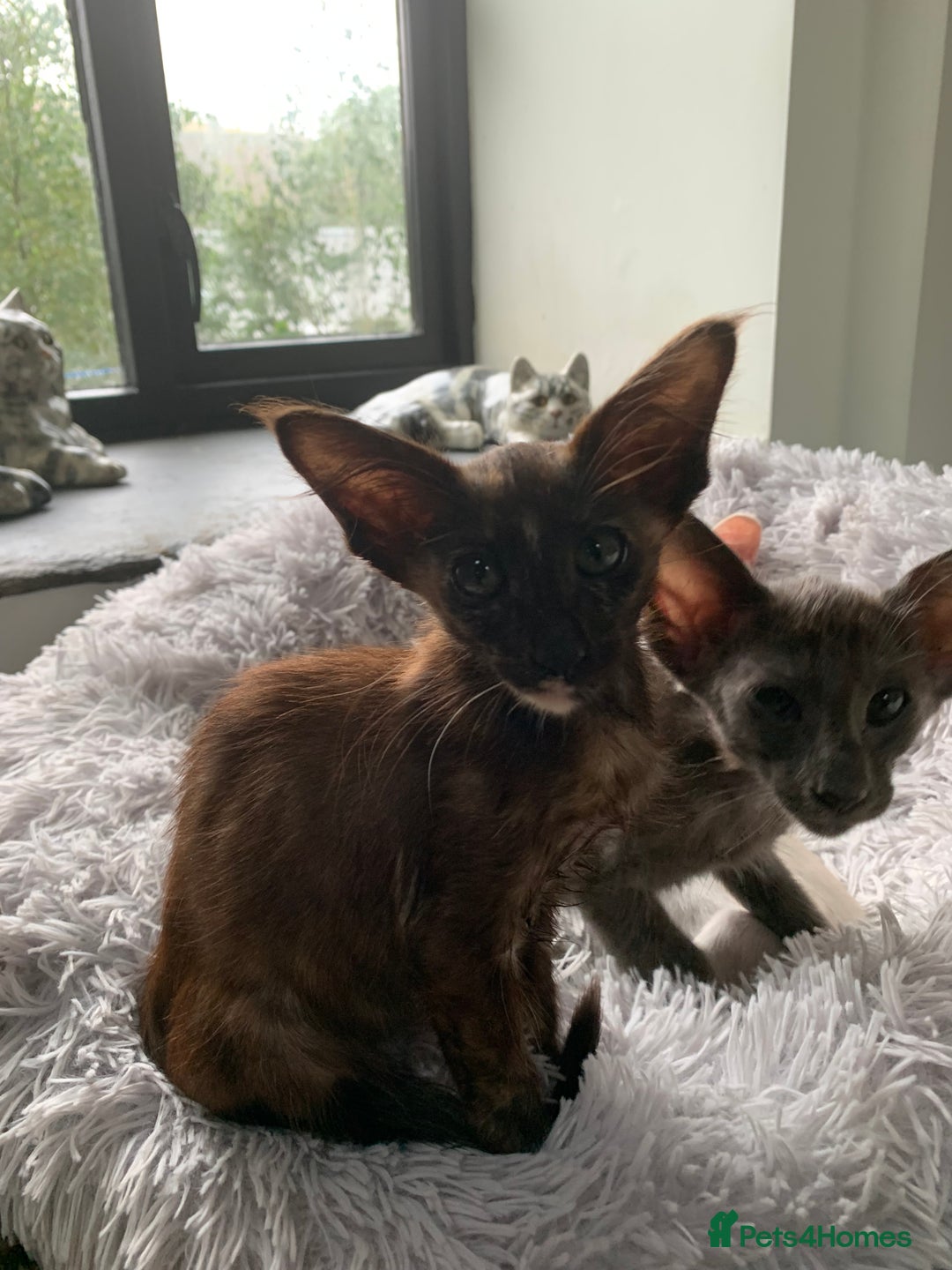 Oriental cats for sale: Oriental Longhair kittens - Advert 10