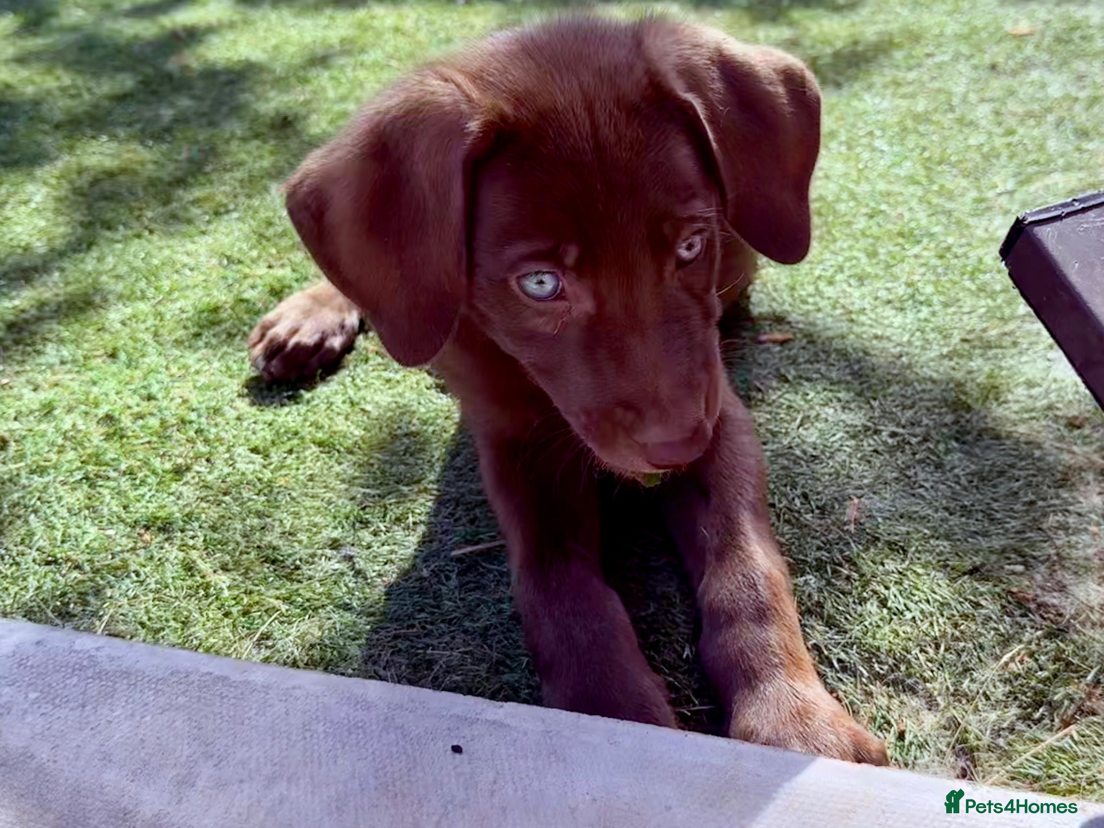 Mixed Breed dogs Ready Now🏡 Siberian Shepsky x Weimaraner Pups ❤️ - Advert 2