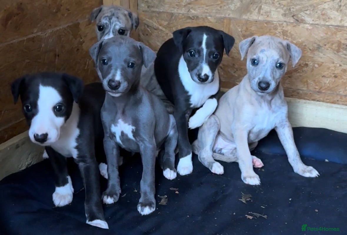 Whippet dogs Stunning whippet pups  - Advert 2