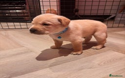 Labrador Retriever dogs for sale: Extensively health tested Labrador puppies - Image 9