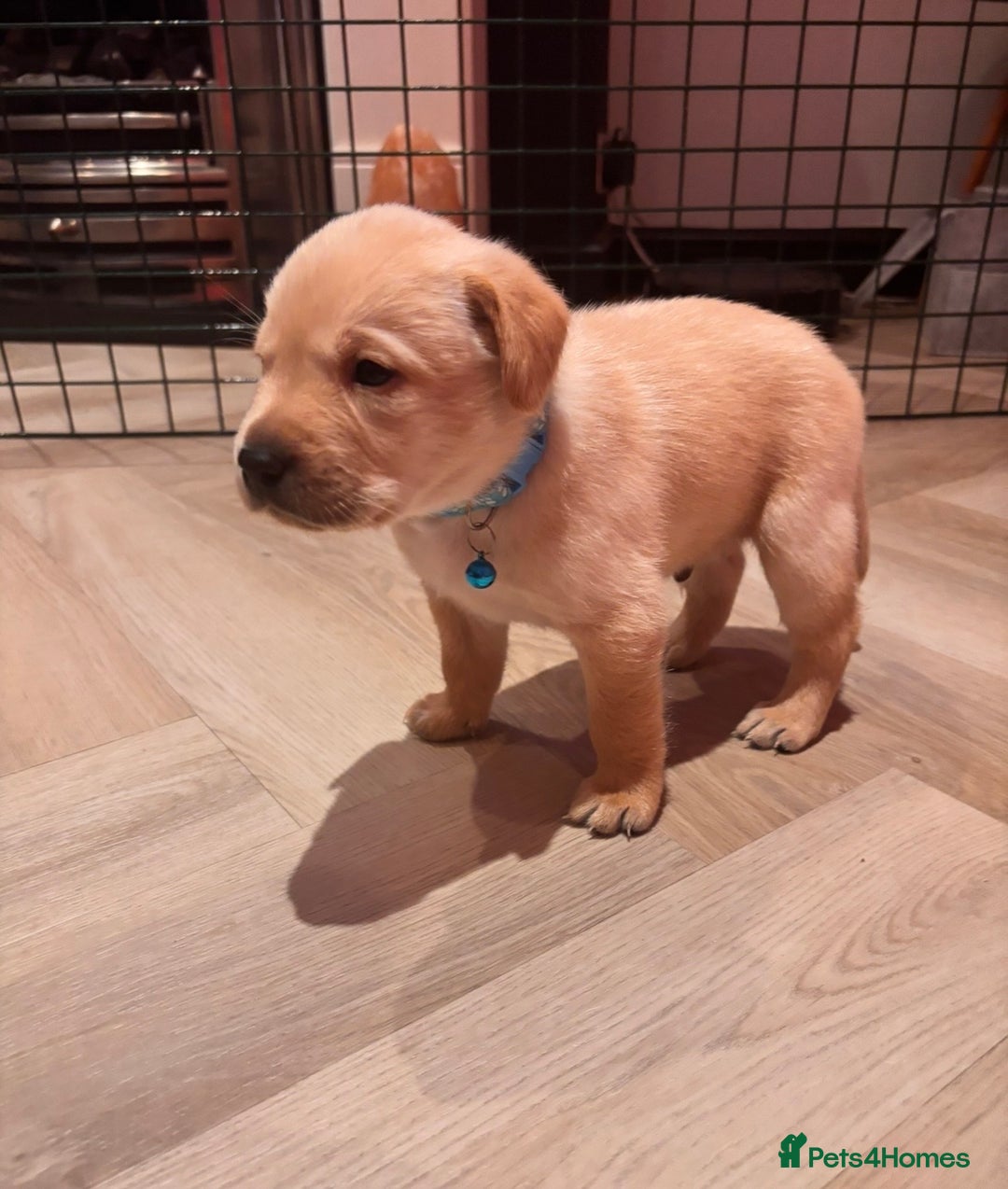 Labrador Retriever dogs for sale: Extensively health tested Labrador puppies - Image 9