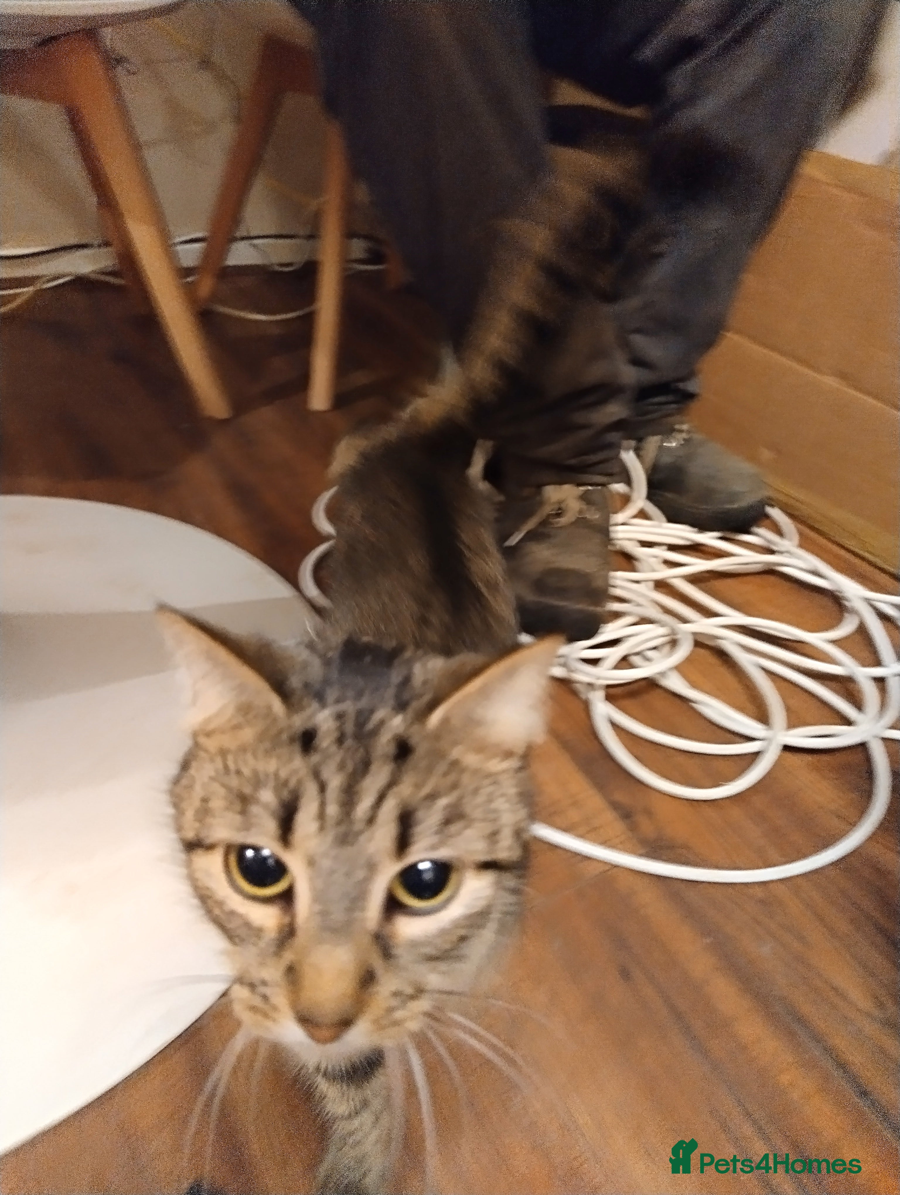 British Shorthair cats beautiful cat , great friend . male or female. - Advert 1