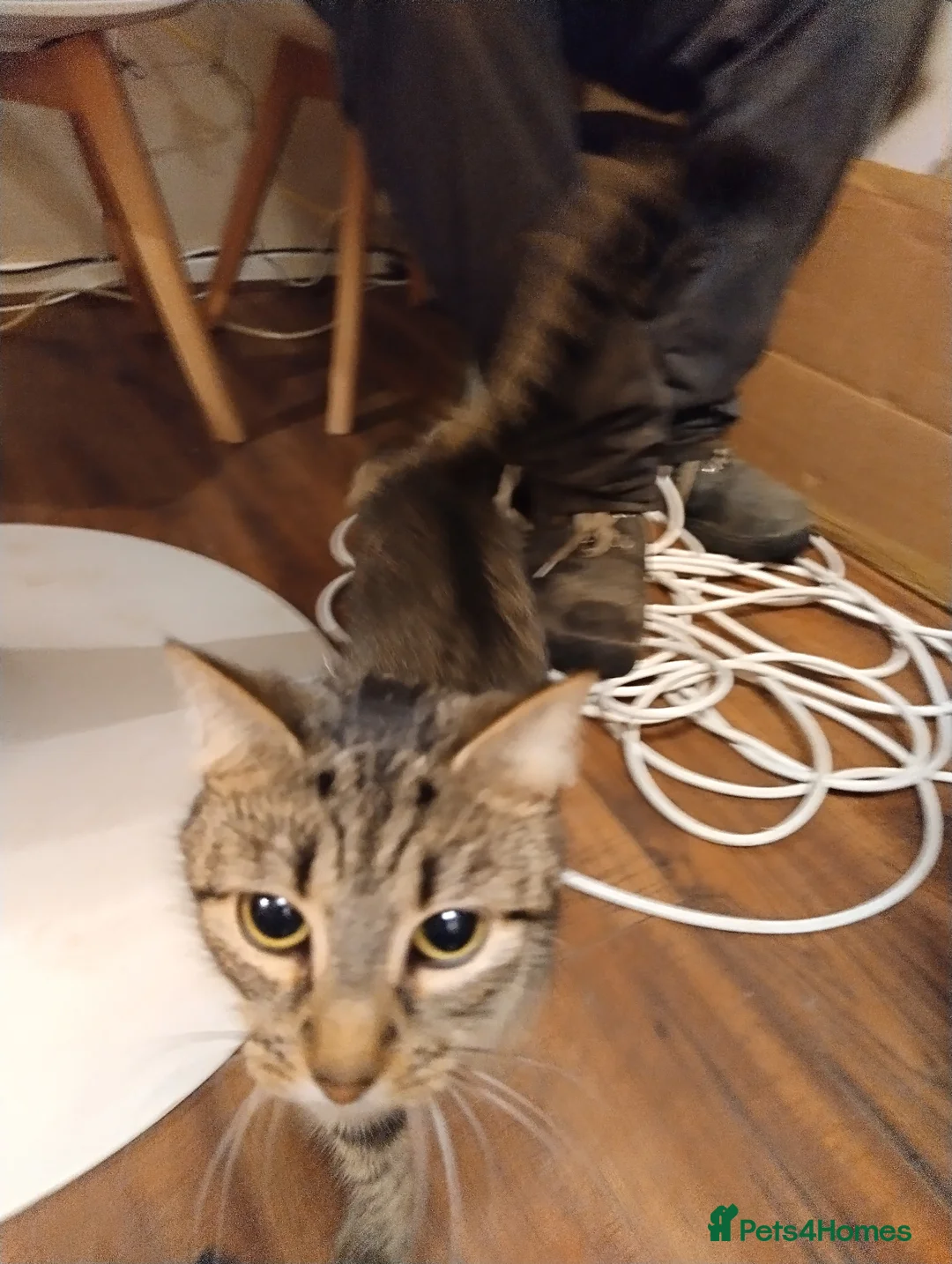 British Shorthair cats for sale: beautiful cat , great friend . male or female. - Advert 1