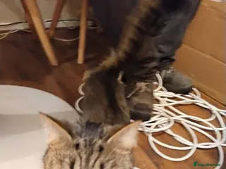 British Shorthair cats beautiful cat , great friend . male or female. - Advert 2