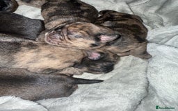 Pug dogs for sale: Pug puppies  - Image 6