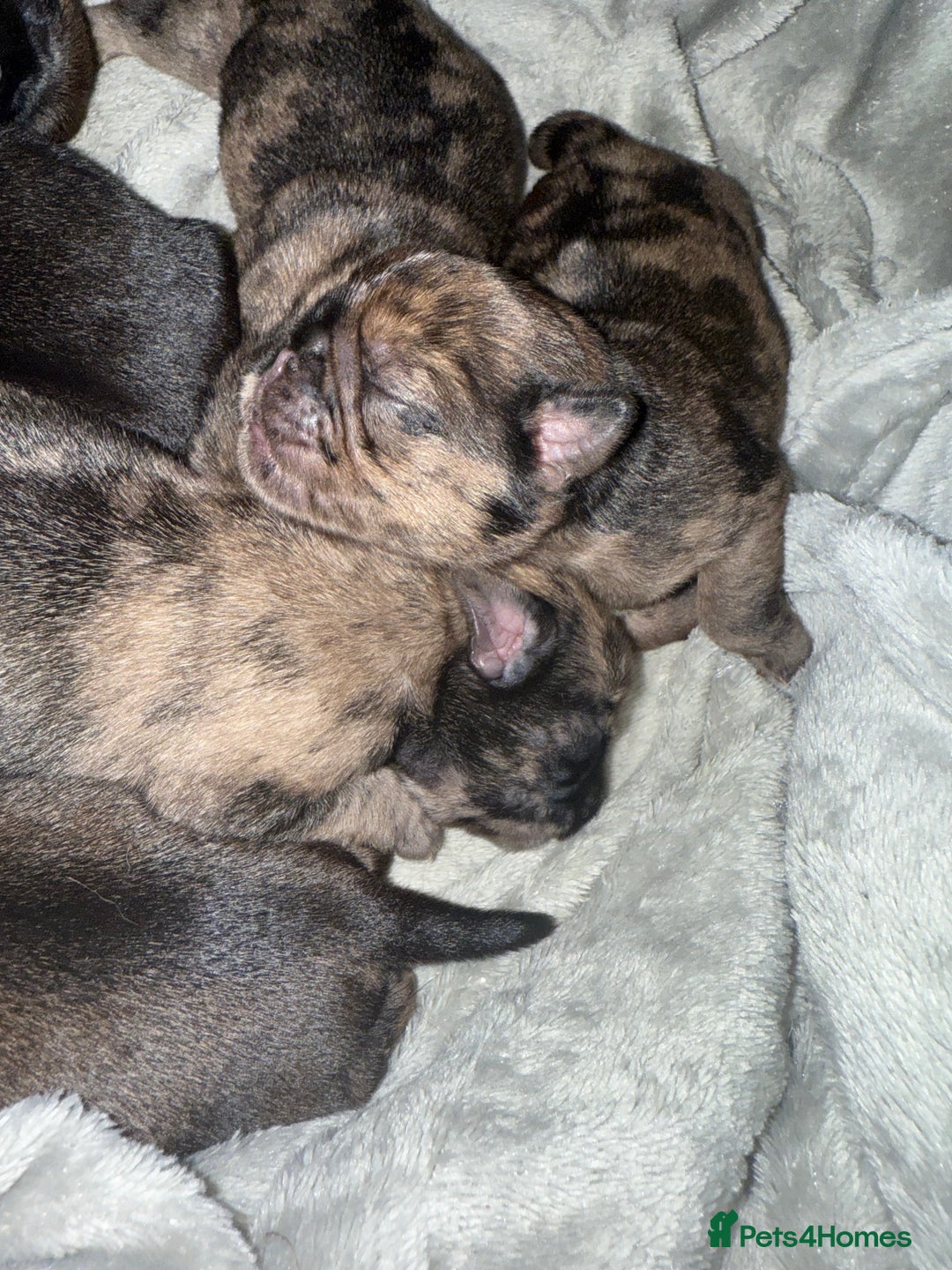 Pug dogs for sale: Pug puppies  - Image 6